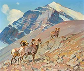 Rams on the Alert 1953 By Carl Rungius