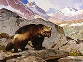 Wolverine in a Rocky Mountain Landscape Alberta 1919 By Carl Rungius