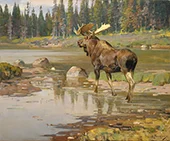 Wyoming Moose Wind River 1925 By Carl Rungius