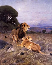African Lions c1911 By Wilhelm Kuhnert