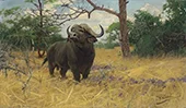 A Kaffir Buffalo in the Savannah By Wilhelm Kuhnert
