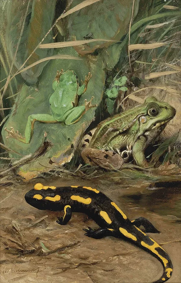 A Tree Frog Water Frog and Fire Salamander By Wilhelm Kuhnert