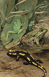 A Tree Frog Water Frog and Fire Salamander By Wilhelm Kuhnert