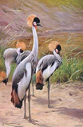 Crowned Crane By Wilhelm Kuhnert