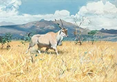 Eland Antilope By Wilhelm Kuhnert
