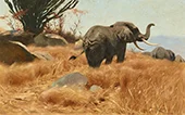 Elephant in the Savannah By Wilhelm Kuhnert