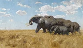 Elephants on the Migration By Wilhelm Kuhnert