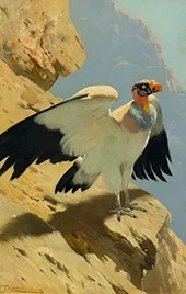 King Vulture By Wilhelm Kuhnert