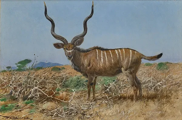 Kudu c1910 By Wilhelm Kuhnert