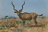 Kudu c1910 By Wilhelm Kuhnert