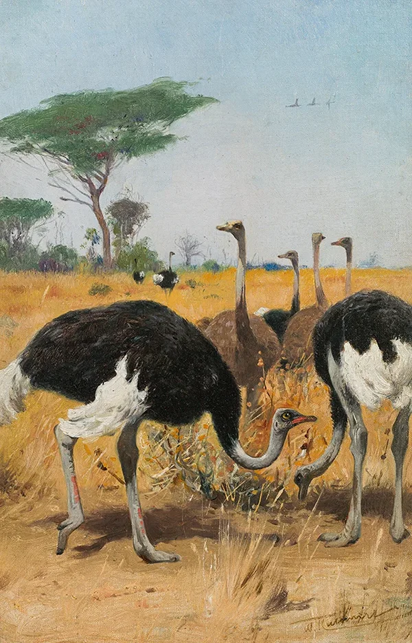 Ostriches By Wilhelm Kuhnert