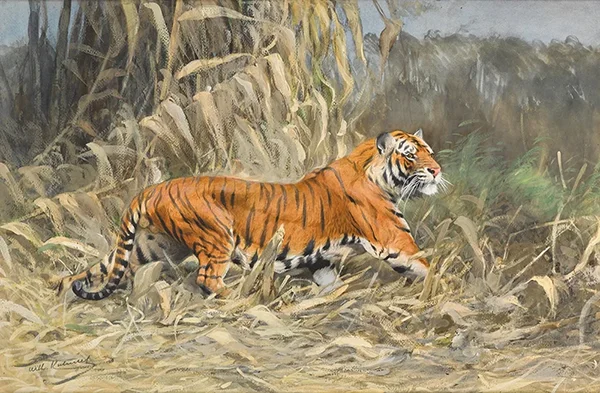 Tiger in the Jungle By Wilhelm Kuhnert