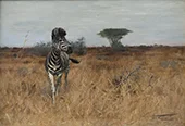 Zebra By Wilhelm Kuhnert
