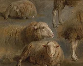 A Study of Sheep By Rosa Bonheur