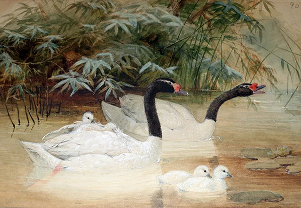 Black Necked Swan 1852 By Joseph Wolf