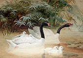 Black Necked Swan 1852 By Joseph Wolf