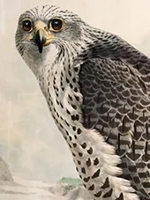 Falcon Islandicus 1867 By Joseph Wolf