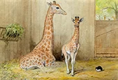 Giraffe and Young 1852 By Joseph Wolf