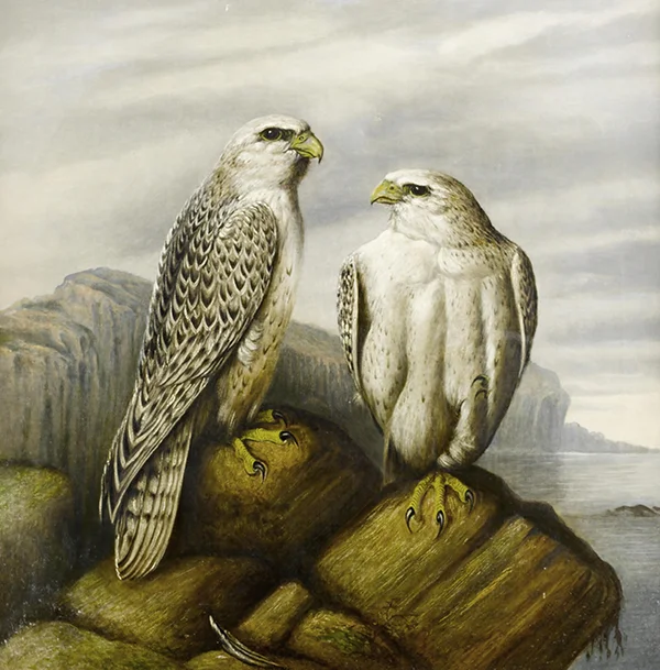 Gyr Falcons on a Rocky Ledge By Joseph Wolf