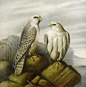 Gyr Falcons on a Rocky Ledge By Joseph Wolf