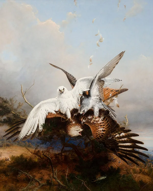Gyrfalcons Striking a Kite By Joseph Wolf