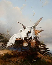 Gyrfalcons Striking a Kite By Joseph Wolf