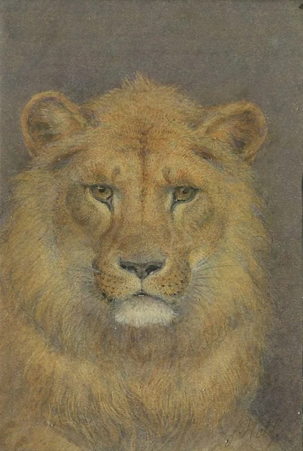 Head of a Young Male Lion By Joseph Wolf