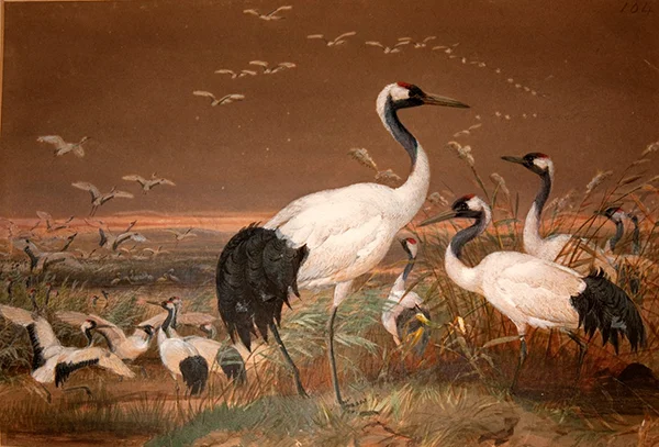 Manchurian Crane c1851 By Joseph Wolf