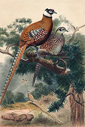 Reeves Pheasant By Joseph Wolf