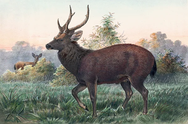 Swinhoe's Deer By Joseph Wolf