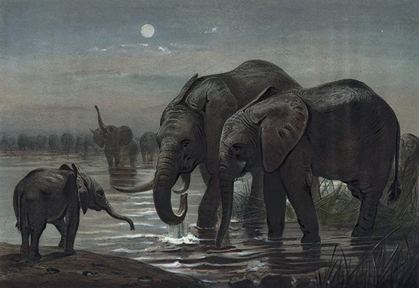 The African Elephant By Joseph Wolf