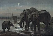 The African Elephant By Joseph Wolf