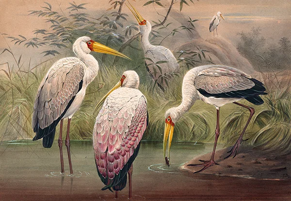 The African Wood Ibis By Joseph Wolf