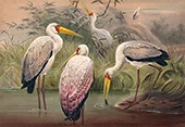 The African Wood Ibis By Joseph Wolf