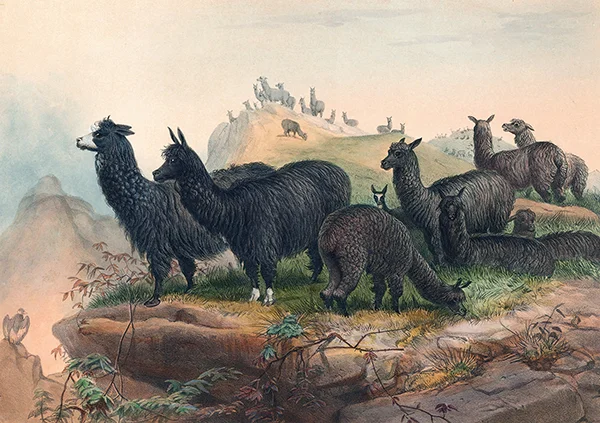 The Alpaca By Joseph Wolf