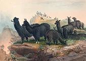 The Alpaca By Joseph Wolf