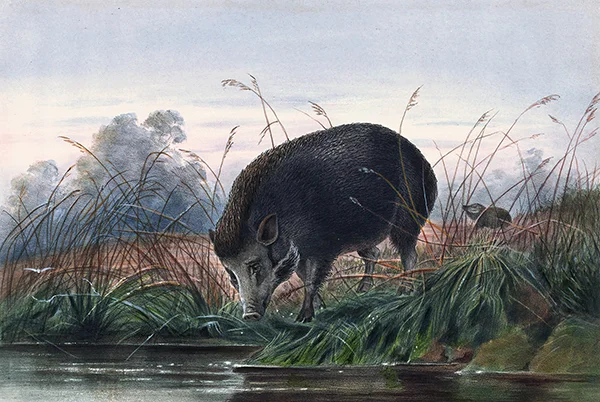 The Andaman Pig By Joseph Wolf