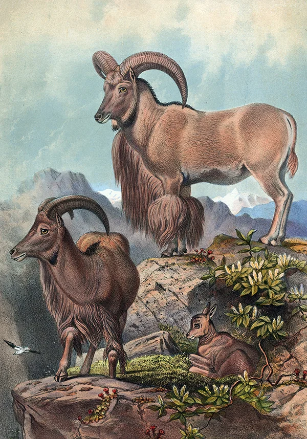 The Aoudad By Joseph Wolf