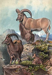 The Aoudad By Joseph Wolf