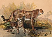 The Cheetah By Joseph Wolf
