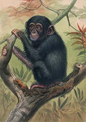 The Chimpanzee By Joseph Wolf