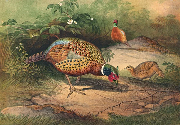 The Chinese Pheasant By Joseph Wolf