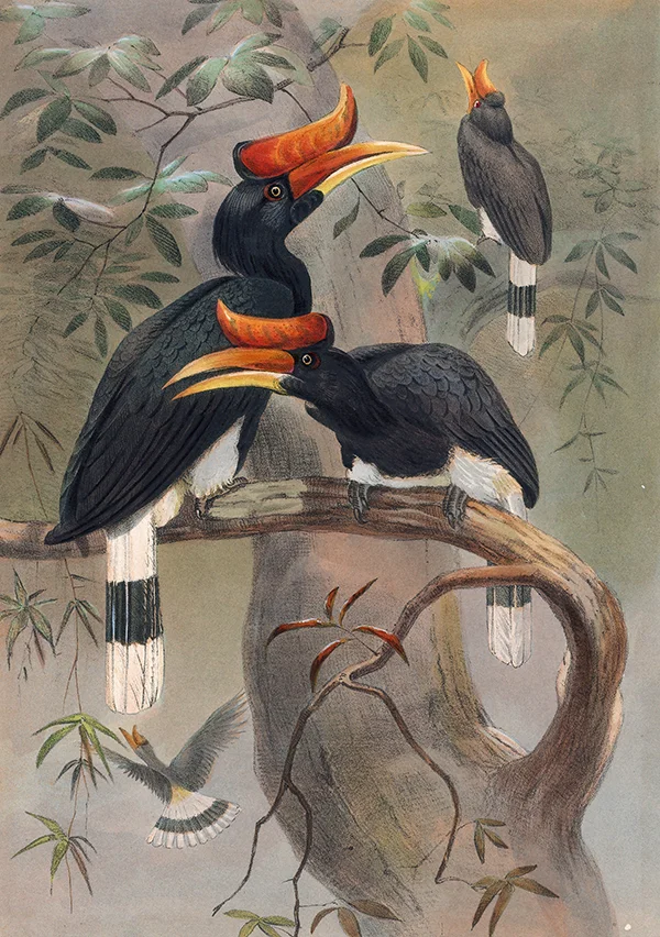 The Concave Casqued Hornbill By Joseph Wolf