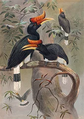 The Concave Casqued Hornbill By Joseph Wolf