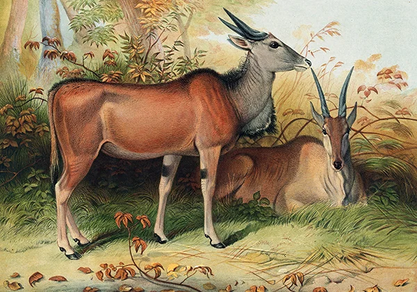 The Eland By Joseph Wolf