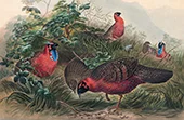 The Horned Tragopan By Joseph Wolf