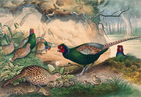 The Japan Pheasant By Joseph Wolf