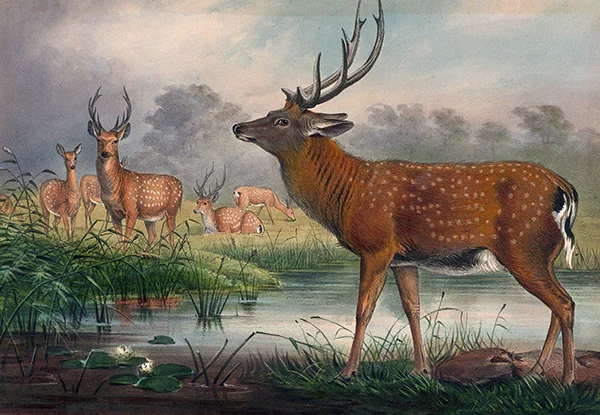 The Mantchurian Deer By Joseph Wolf