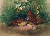 The Painted Spur Fowl By Joseph Wolf