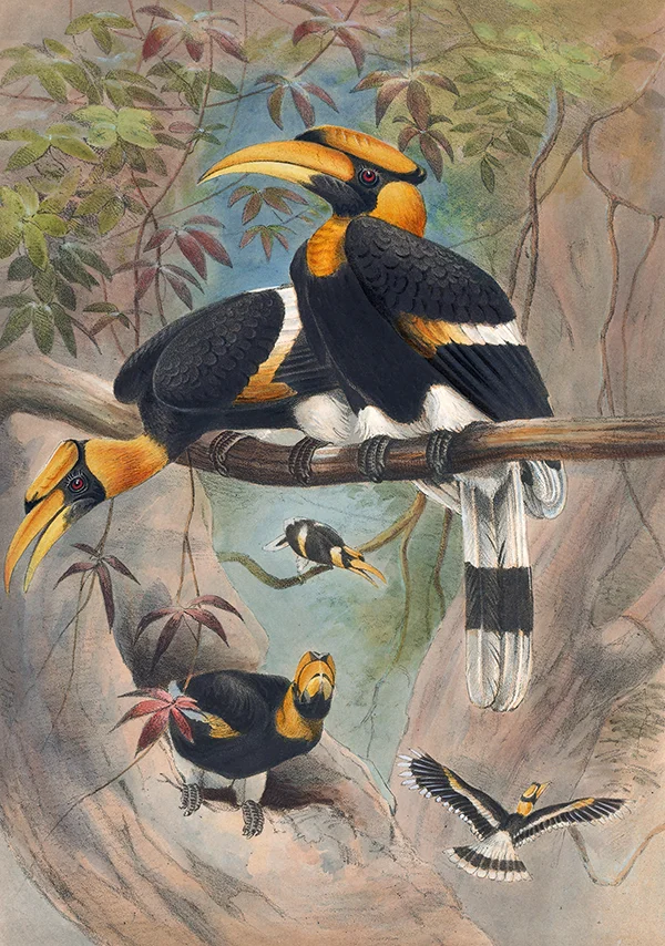 The Rhinoceros Hornbill By Joseph Wolf